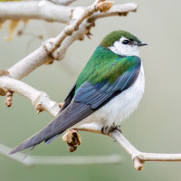 Violet-green Swallow